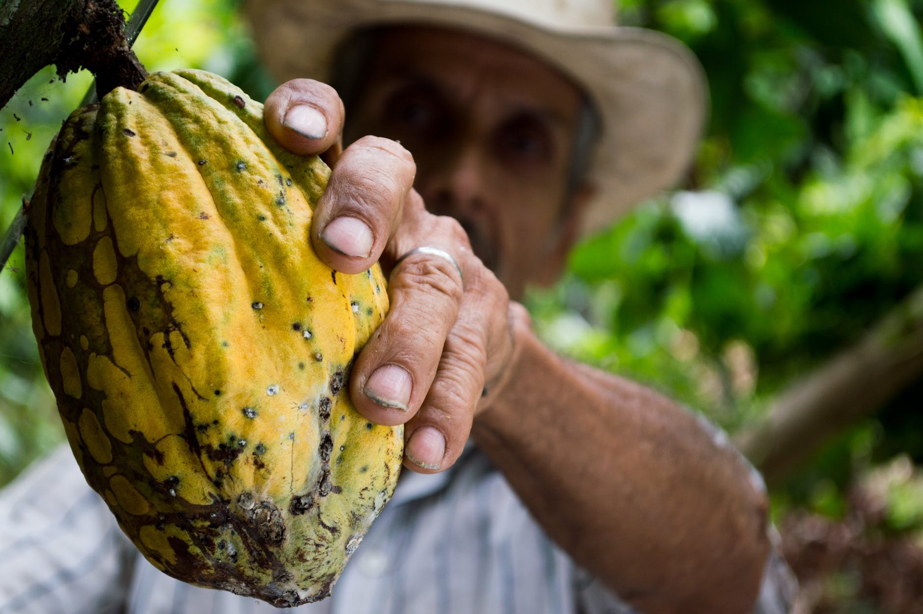 man hand fruit cocoa