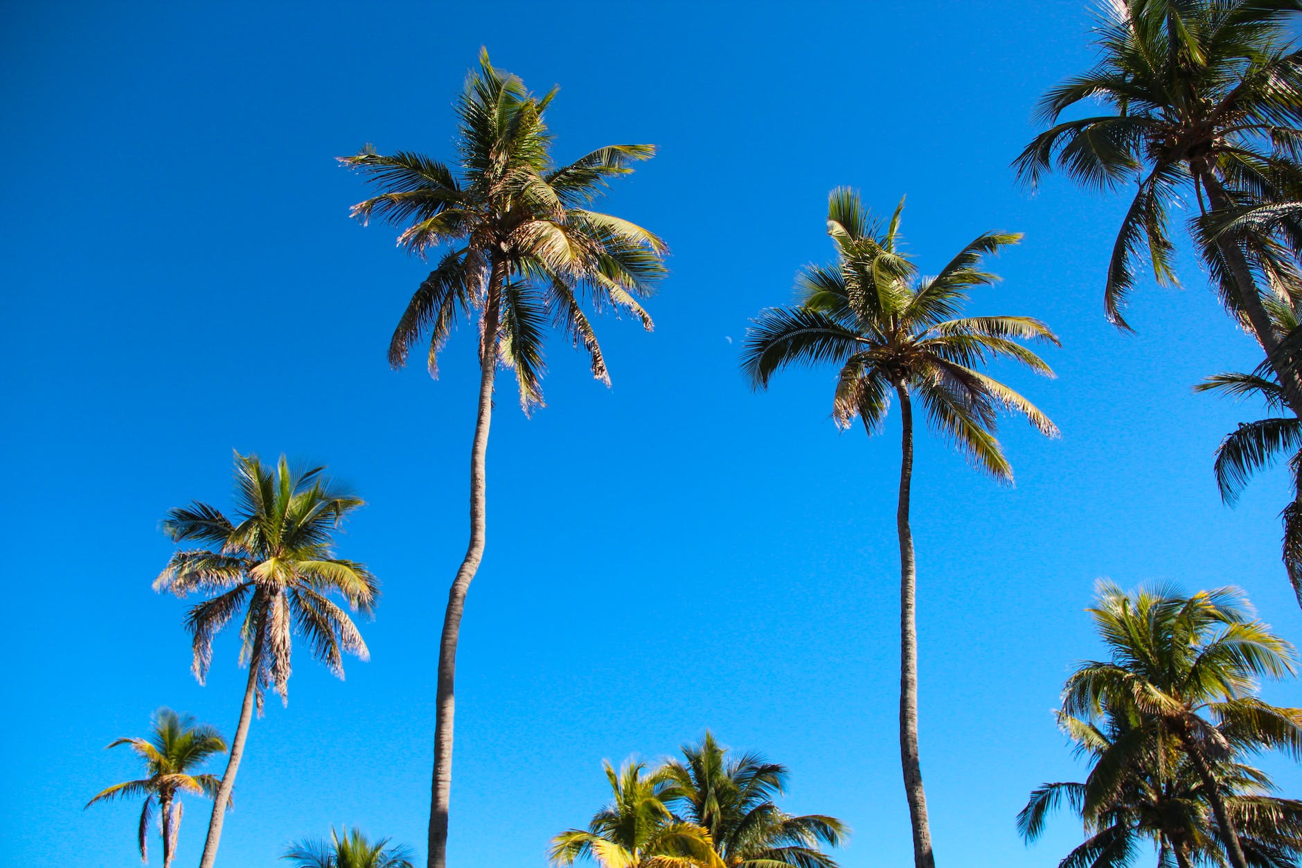 tall green coconut trees under clear blue sky