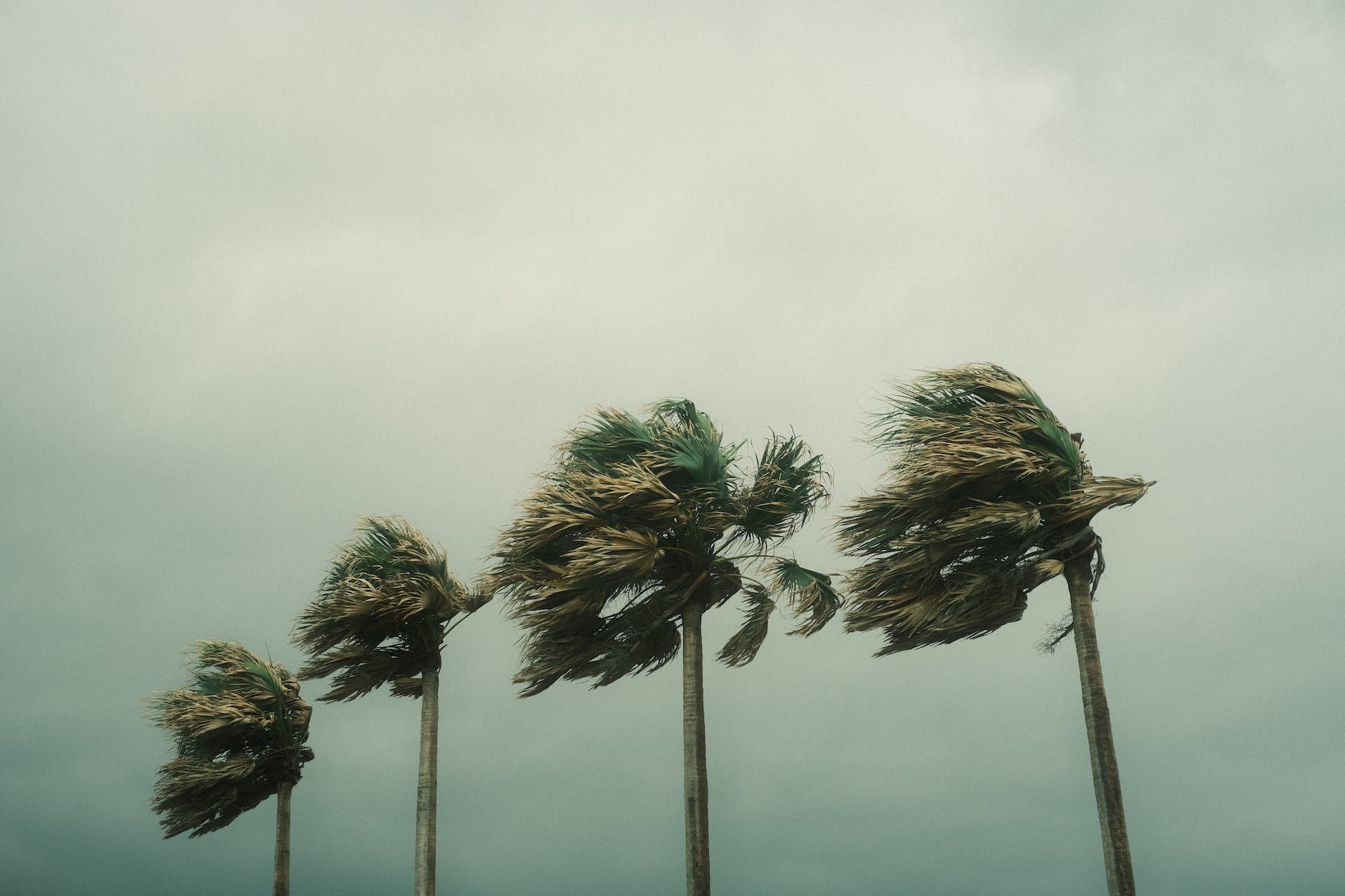 palm trees during a hurricane