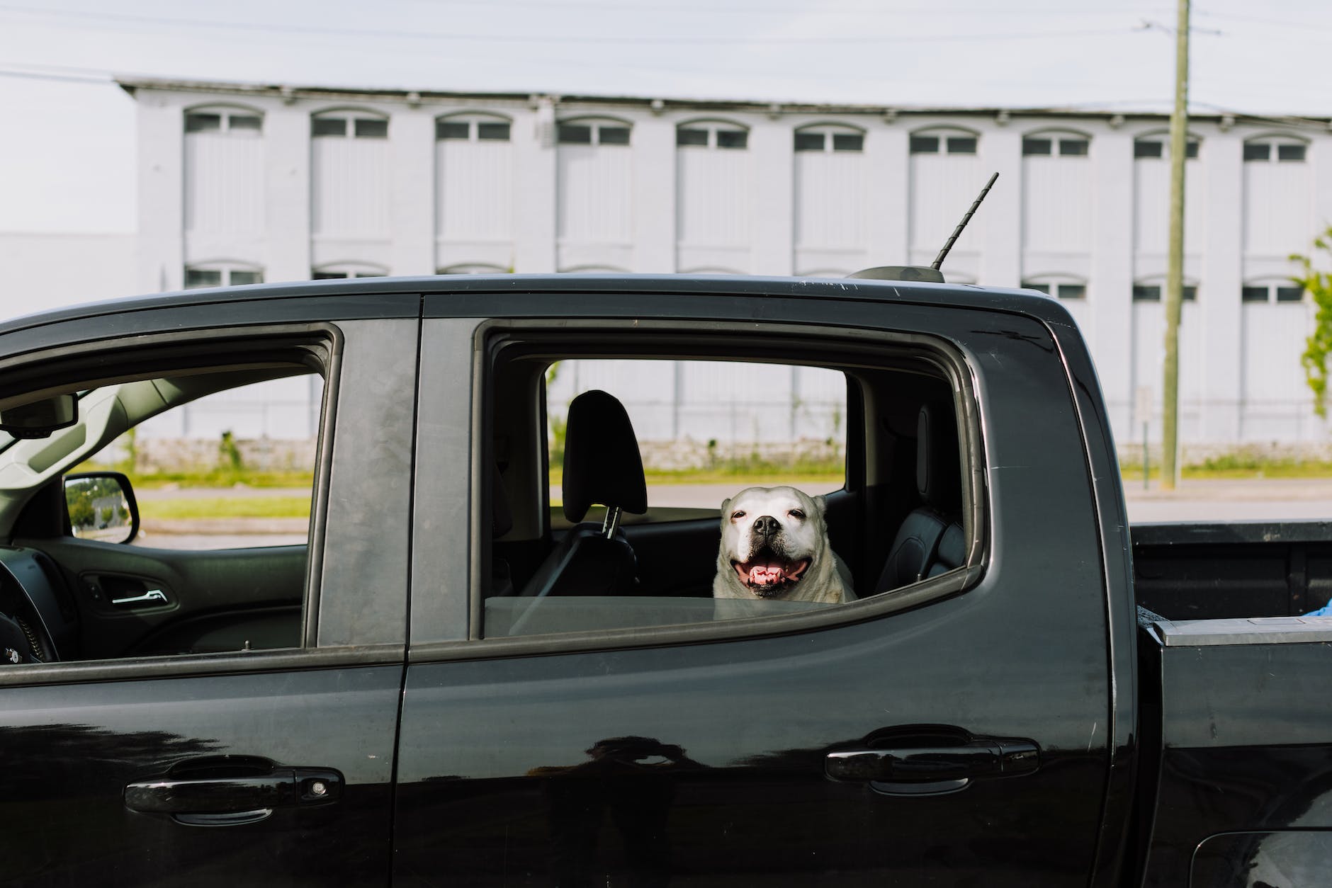 dog in pick up car window